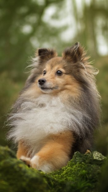 puppy baby animal dog Animal shetland sheepdog Phone Wallpaper