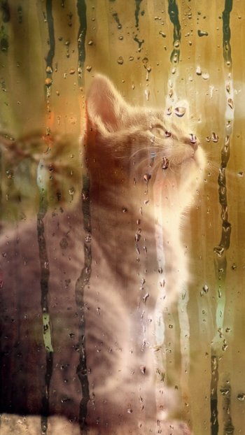 baby animal kitten Animal cat Phone Wallpaper