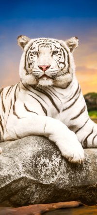 made some white tiger phone wallpapers : r/bengals