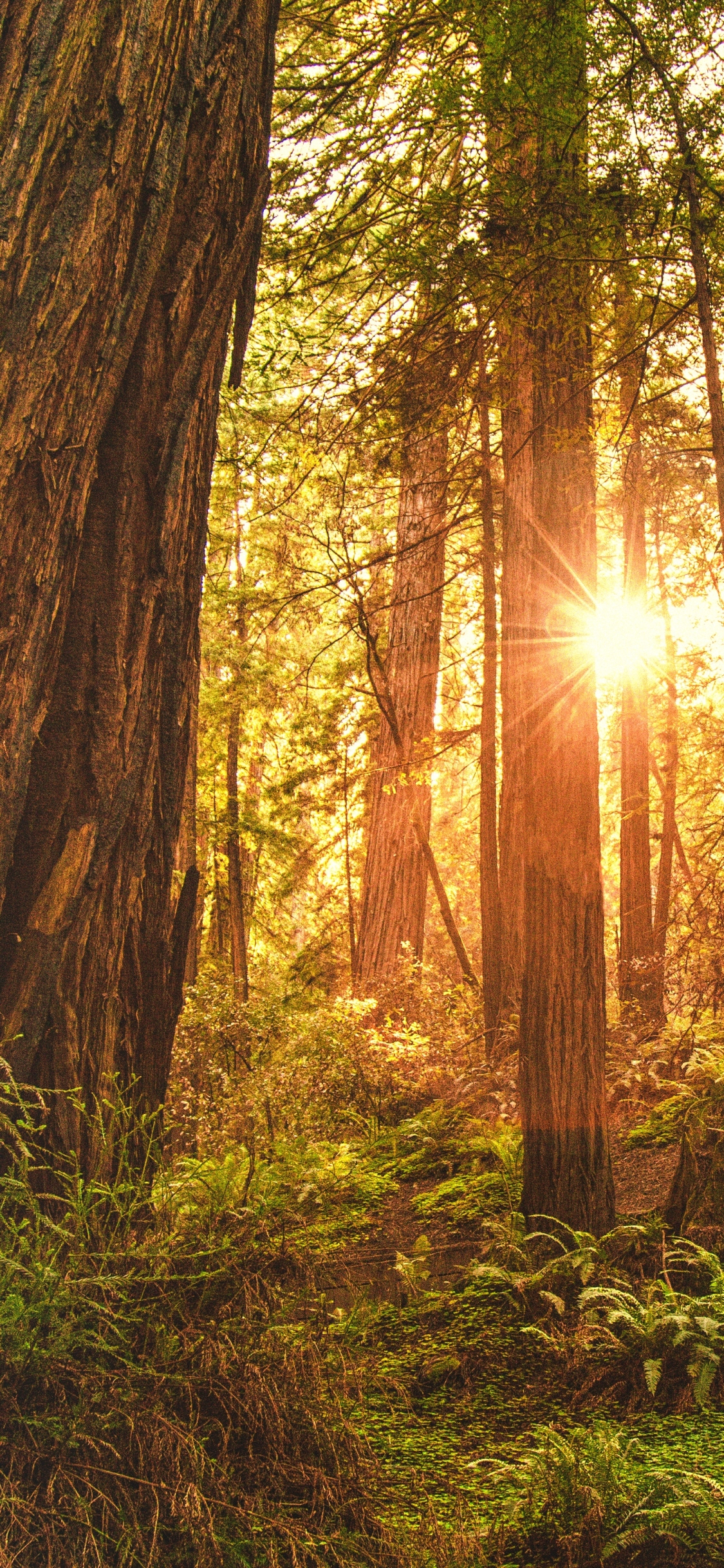 Sunrise in Redwood Forest
