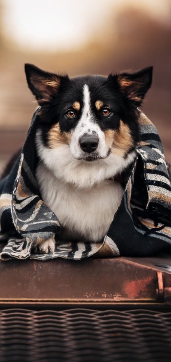 depth of field Animal dog Phone Wallpaper