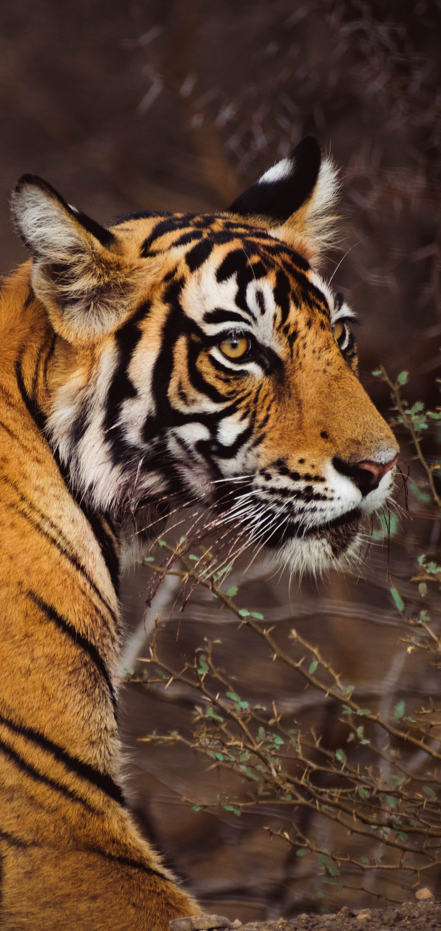 Tiger Phone Wallpaper  100 High Definition Tiger Backgrounds
