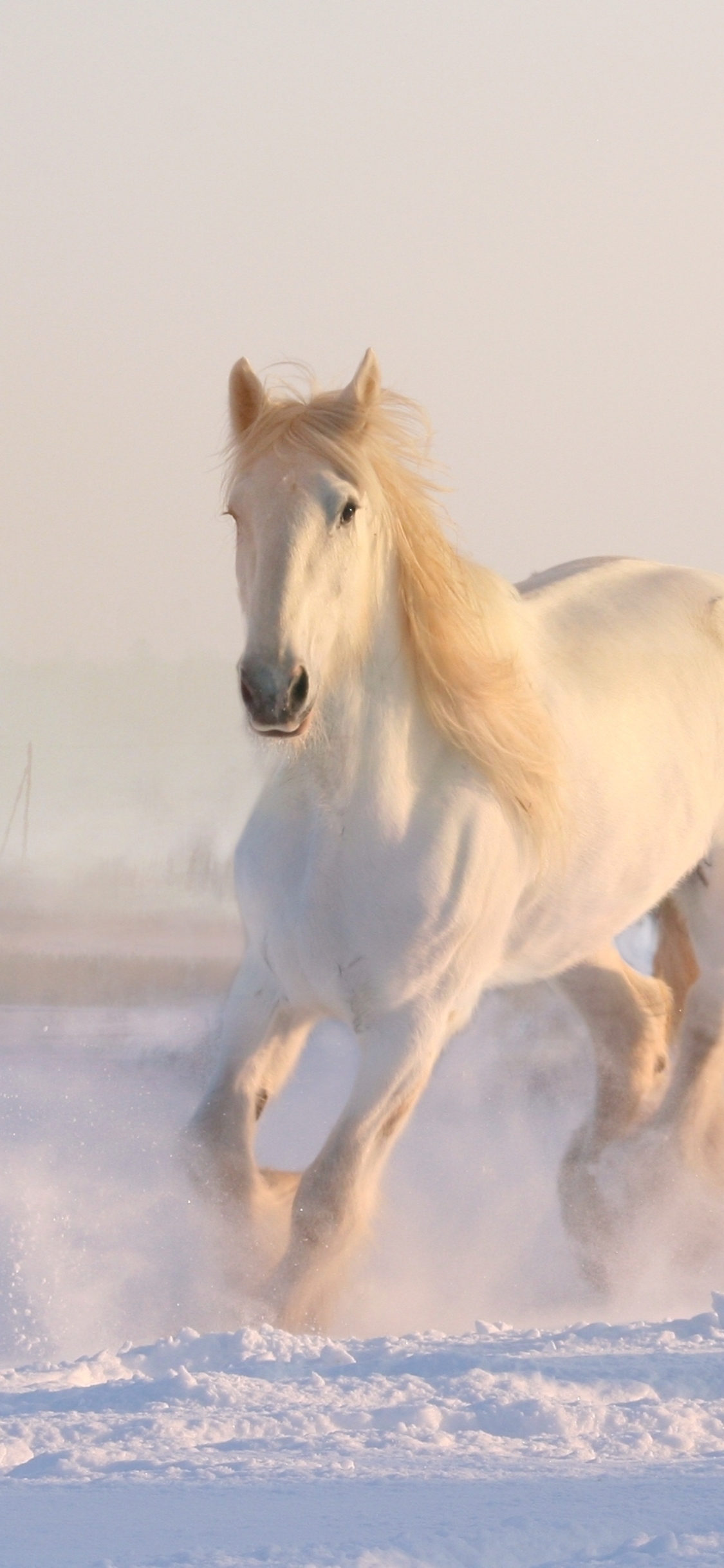Galloping White Horse in the snow by Dorota Kudyba