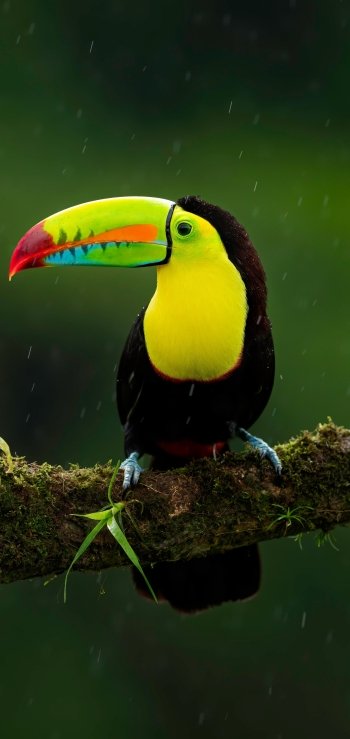 bird Animal toucan Phone Wallpaper