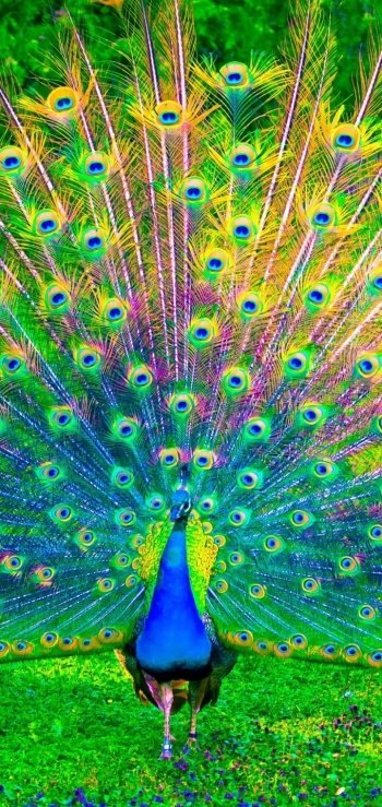 colors colorful bird Animal peacock Phone Wallpaper