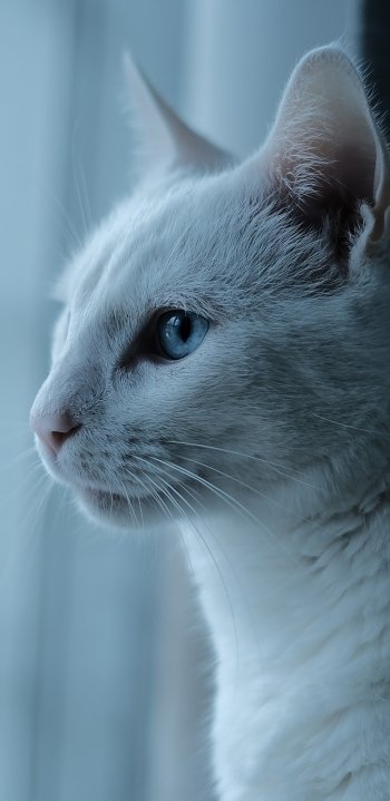 blue eyes profile Animal cat Phone Wallpaper