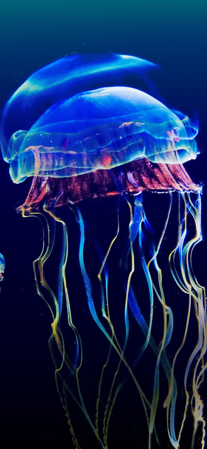 Jellyfish Phone Wallpaper by ian parker