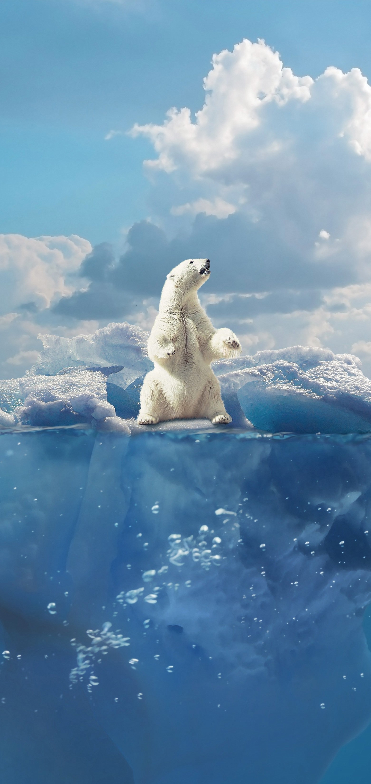 Polar Bear Phone Wallpaper - Mobile Abyss