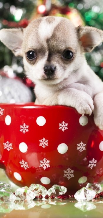 Animal puppy Phone Wallpaper