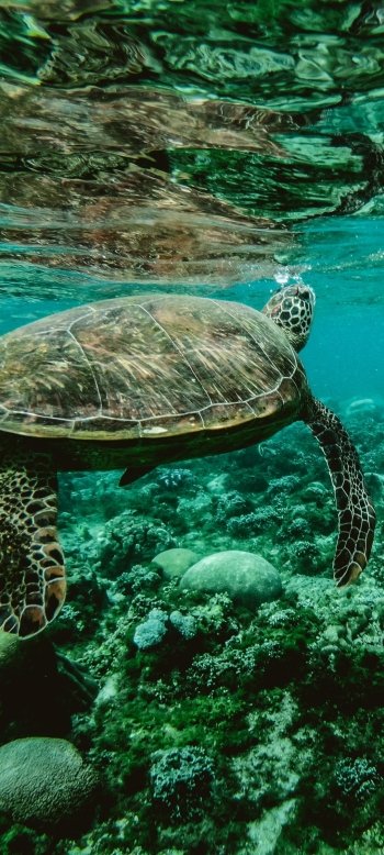 underwater sea life Animal turtle Phone Wallpaper