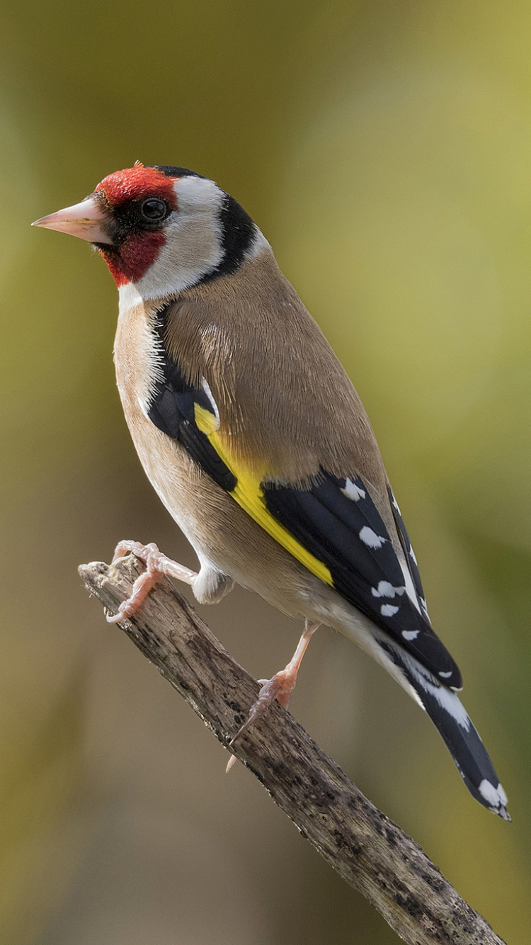 Goldfinch Phone Wallpaper by Neil Burnell