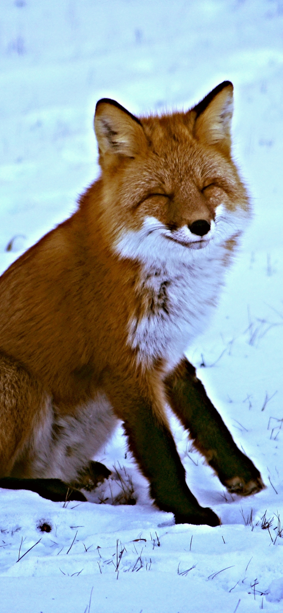 Happy Red Fox by JLS Photography