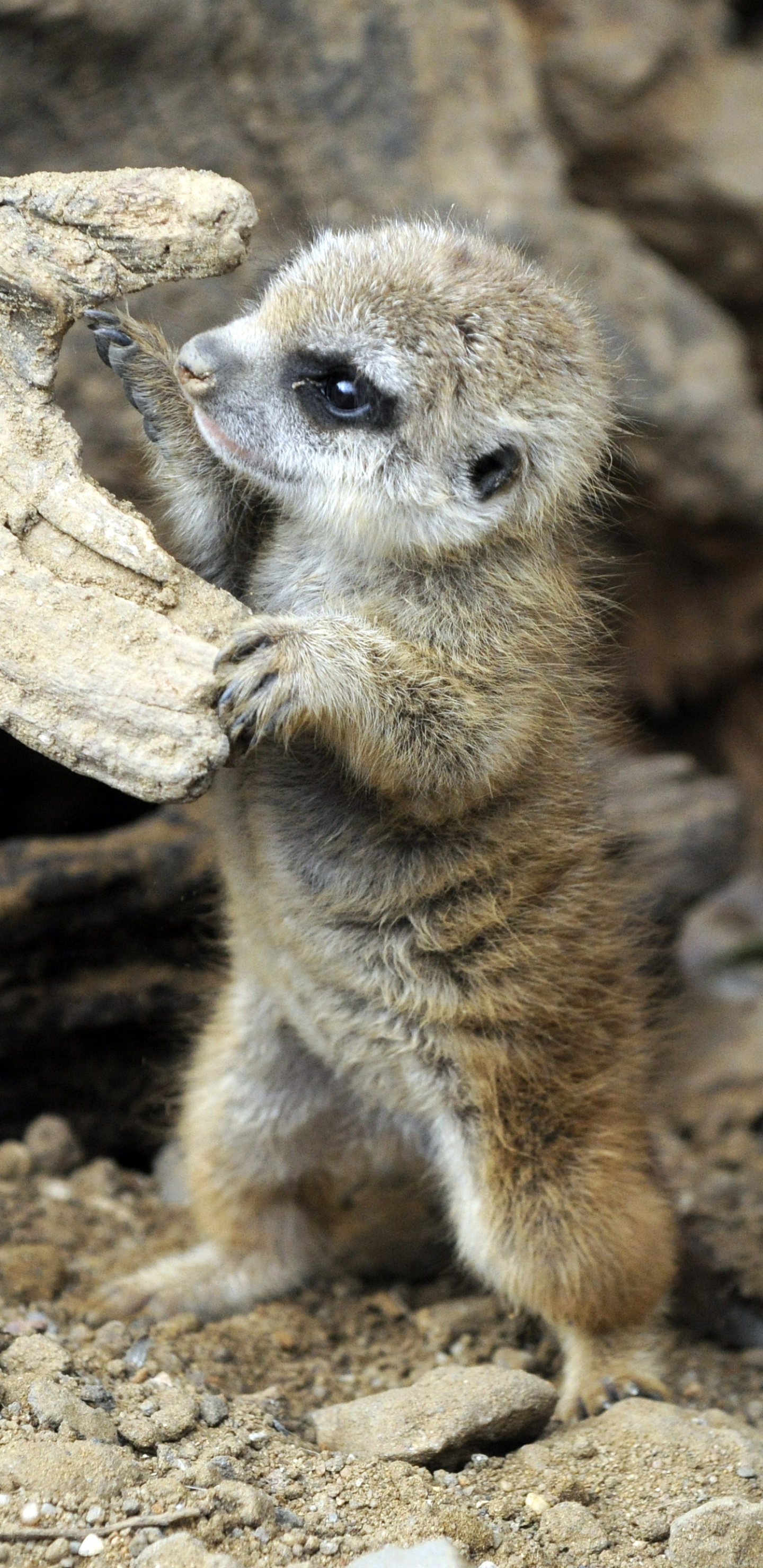 Baby Meerkat