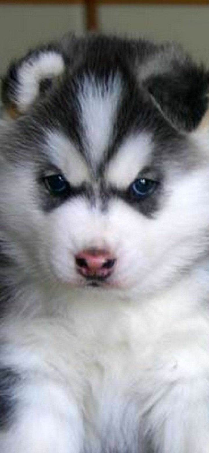 Download Animal Siberian Husky Phone Wallpaper