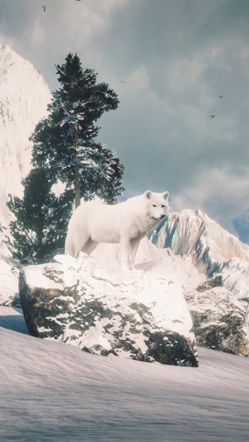 wolf snow winter Animal arctic wolf Phone Wallpaper