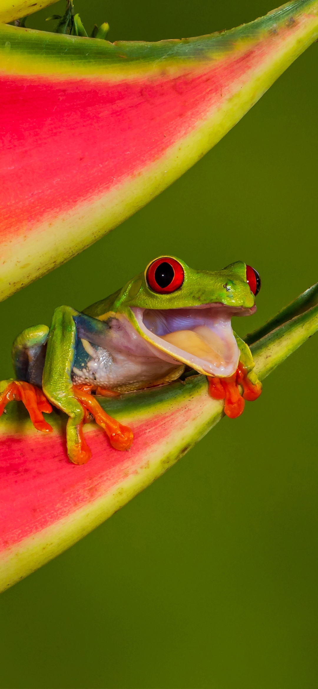 Red Eyed Tree Frog Phone Wallpaper  Mobile Abyss