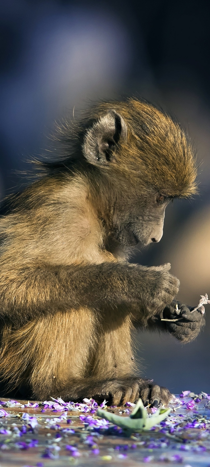 278 Monkey Smoking Stock Photos HighRes Pictures and Images  Getty  Images