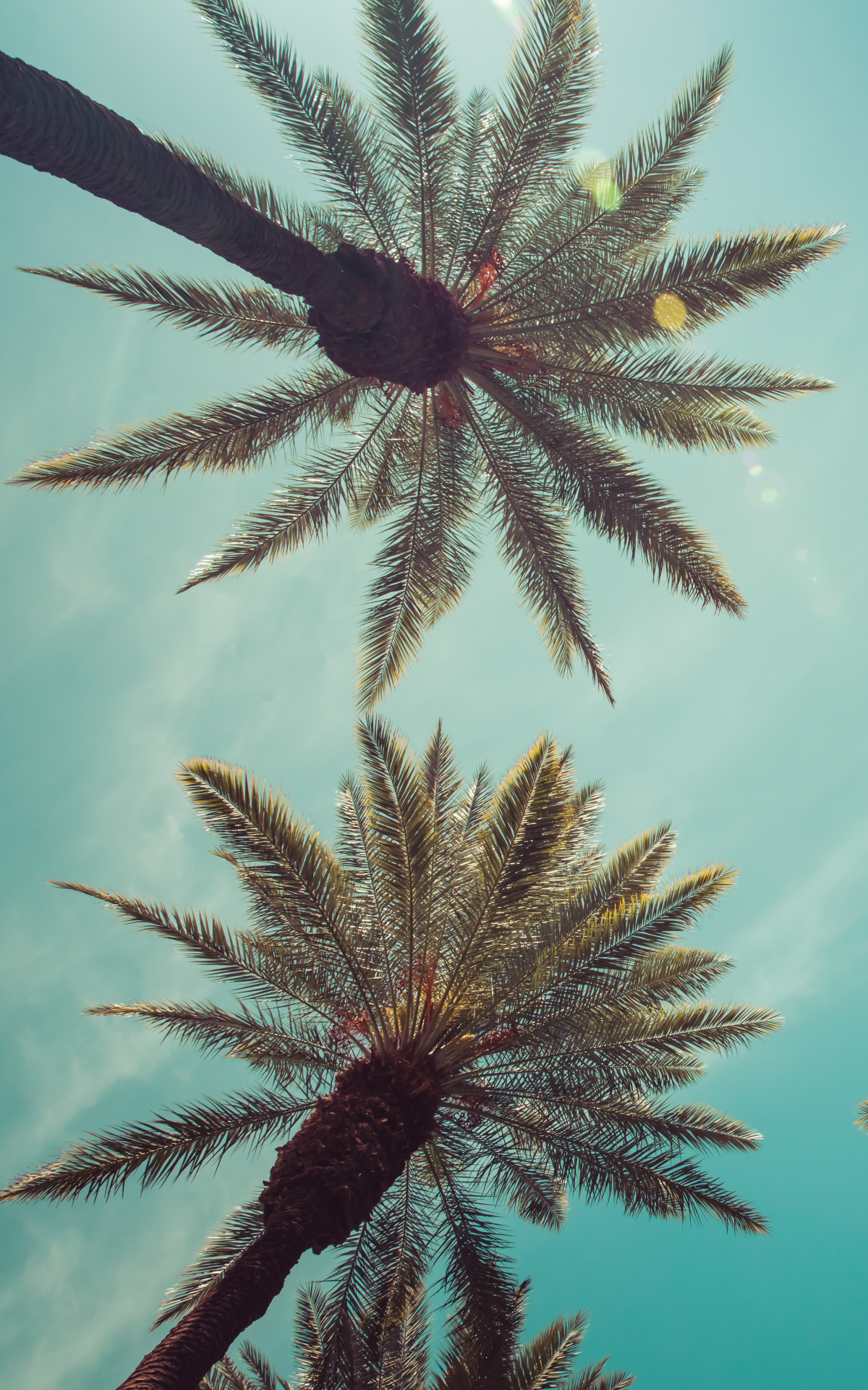 Palm Tree Phone Wallpaper