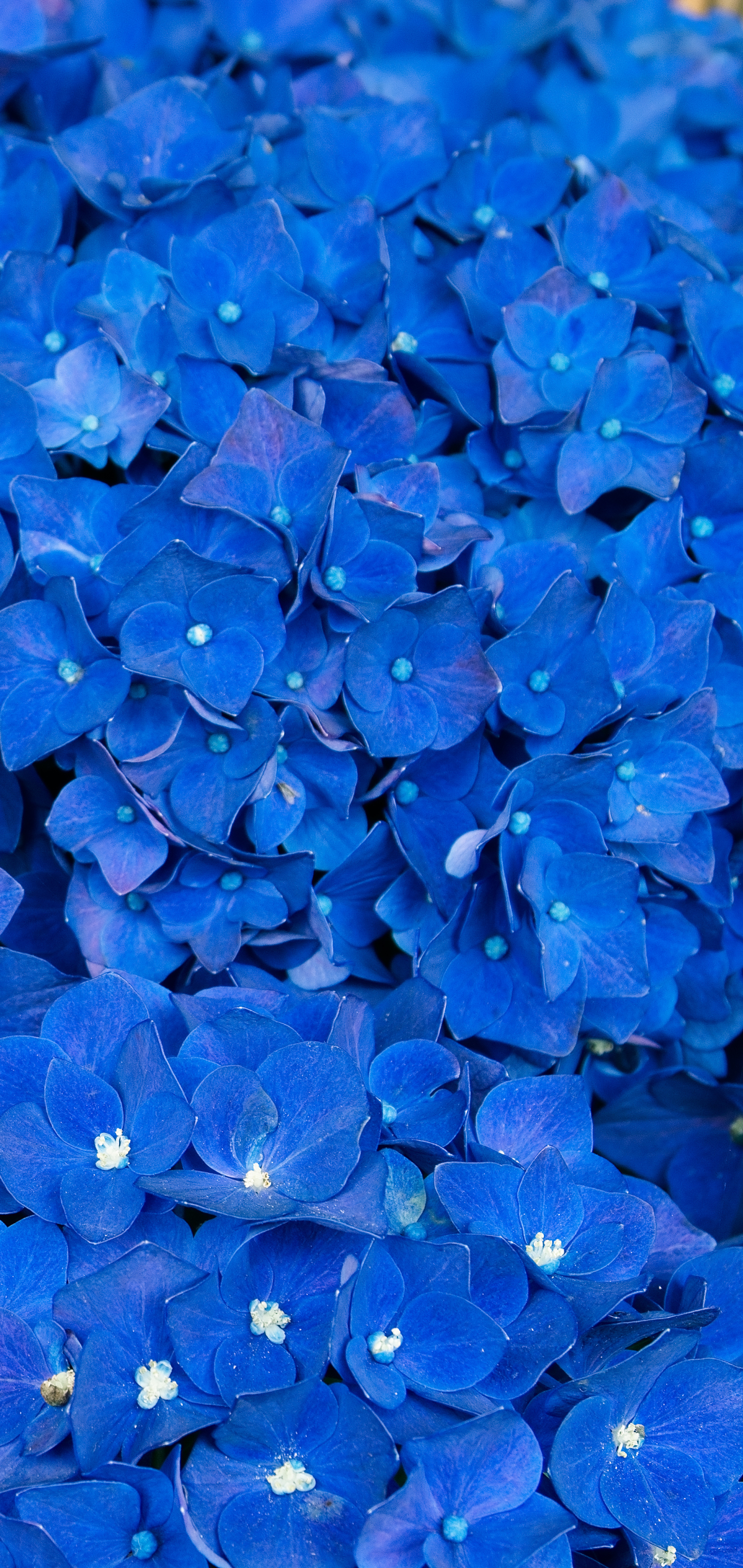A sea of Blue Hydrangeas