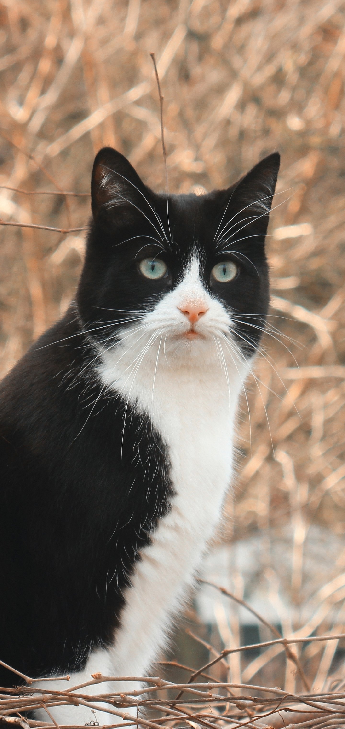 Vertical phone wallpaper: close-up portrait of an alert black-and-white cat (animal) against a soft, blurred backdrop of dry grasses.