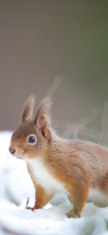rodent winter Animal squirrel Phone Wallpaper