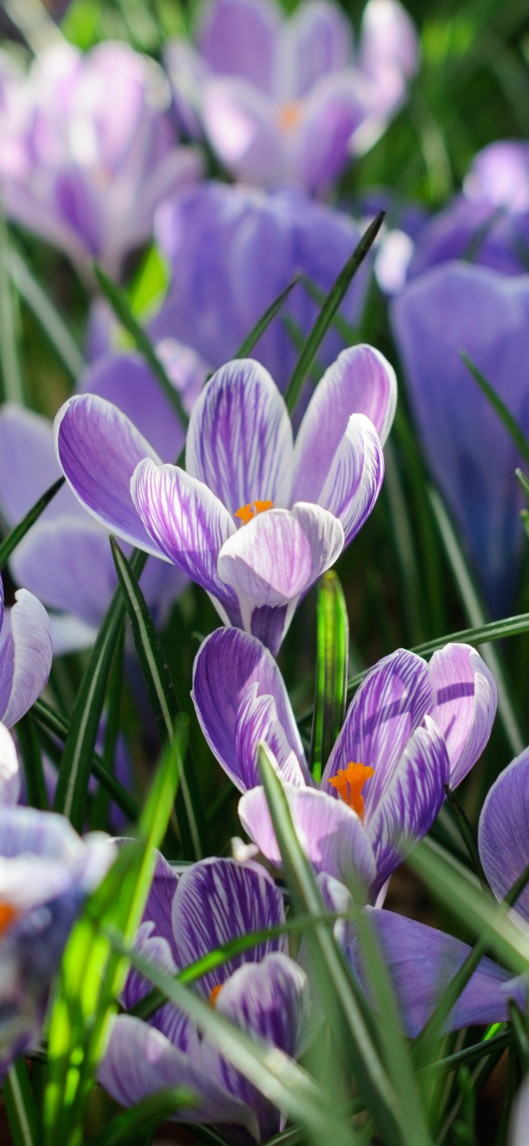 День памяти сегодня крокус. Крокус перпл. Крокус цветок фиолетовый.
