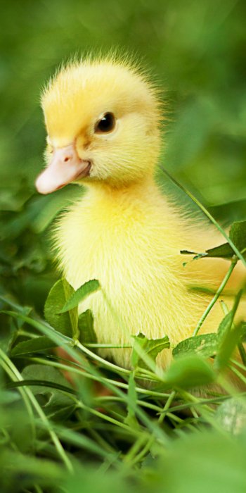 Animal duck Phone Wallpaper
