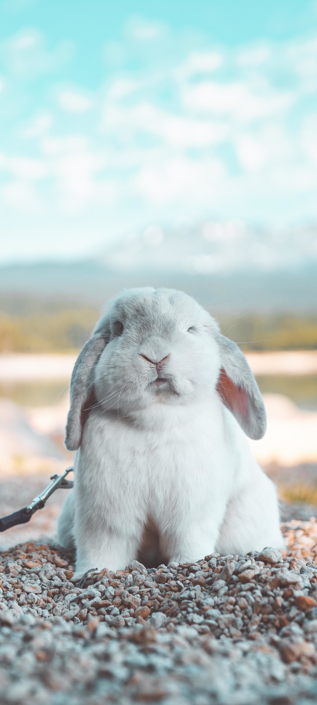 Best Bunny iPhone HD Wallpapers  iLikeWallpaper