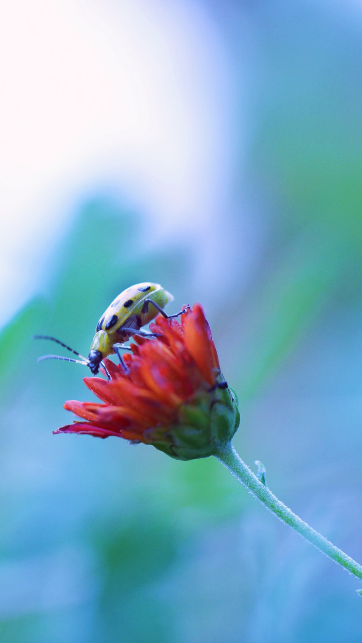 Yellow Spotted Cucumber Beetle by Jacob Edmiston