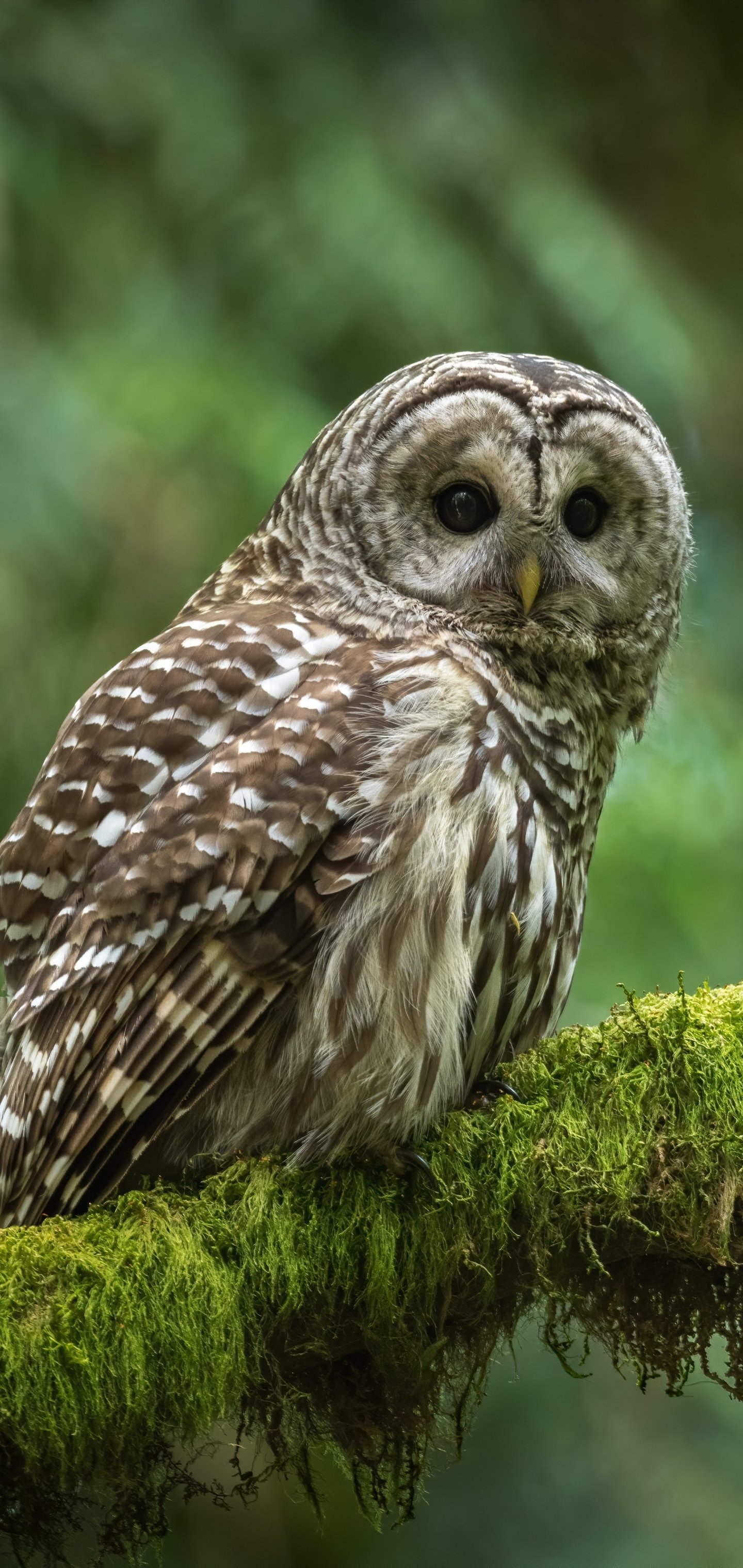 Barred Owl Phone Wallpapers