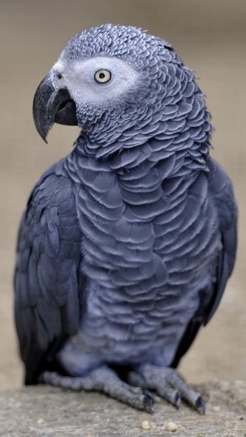Animal African Grey Parrot Phone Wallpaper