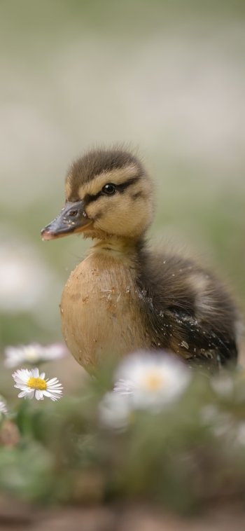 duckling baby animal bird Animal duck Phone Wallpaper
