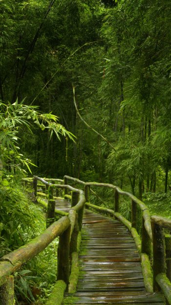 greenery bamboo path forest nature man made boardwalk Phone Wallpaper