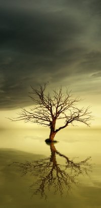 5 Dead Tree Phone Wallpapers - Mobile Abyss