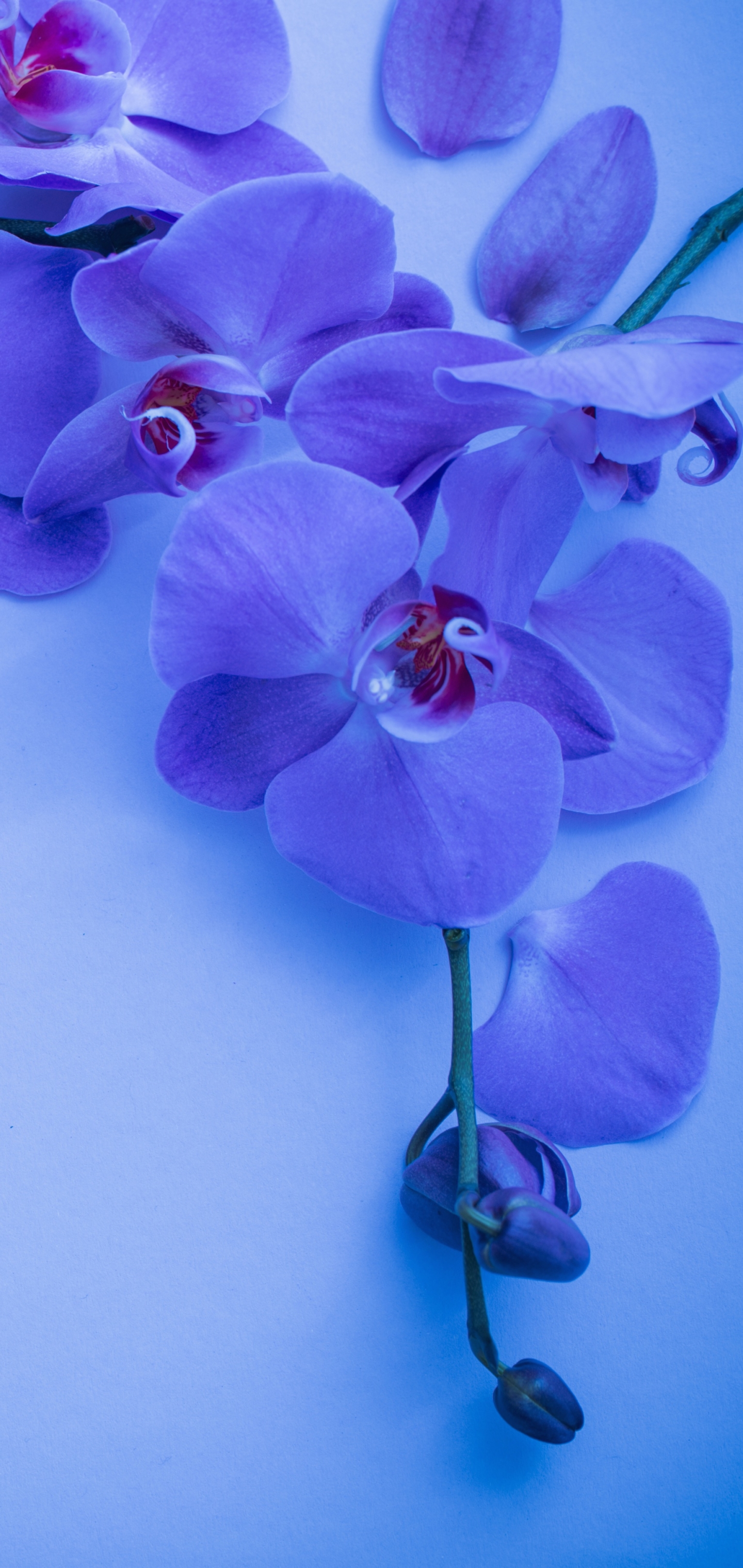 Orchid 4K wallpapers for your desktop or mobile screen free and easy to  download