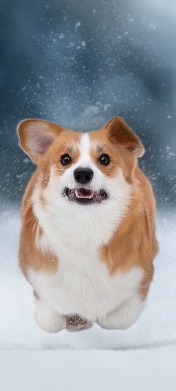 dog snow winter Animal corgi Phone Wallpaper