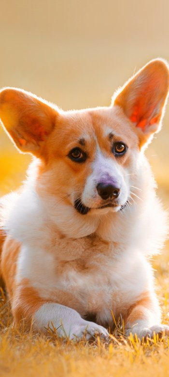 dog Animal corgi Phone Wallpaper