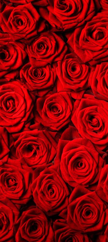 red rose red flower flower nature rose Phone Wallpaper