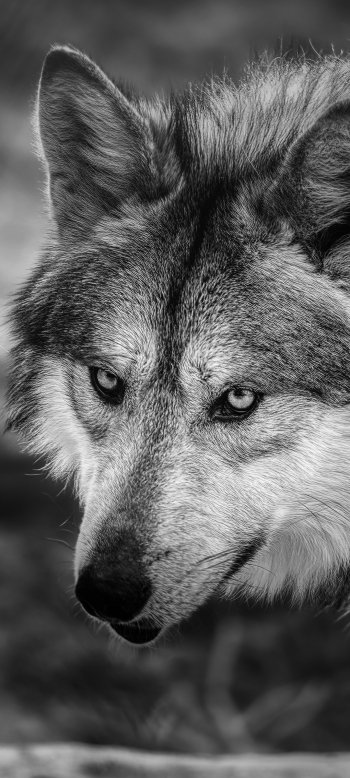Black & White Animal wolf Phone Wallpaper
