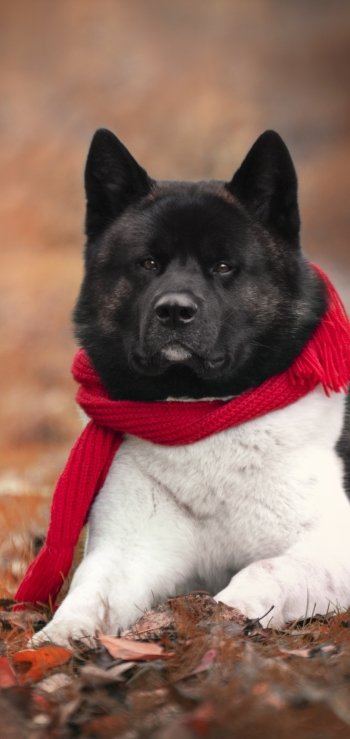 dog Animal akita Phone Wallpaper