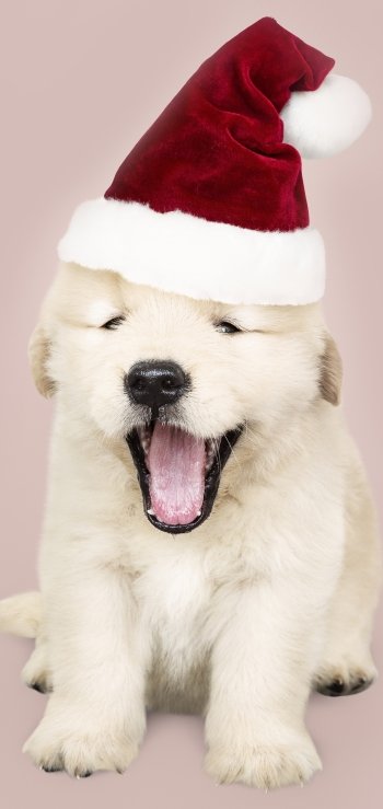 santa hat baby animal puppy dog Animal Labrador Retriever Phone Wallpaper