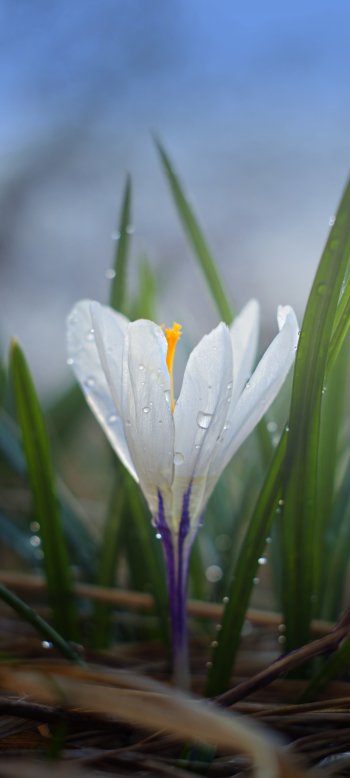 water drop dew white flower flower nature crocus Phone Wallpaper