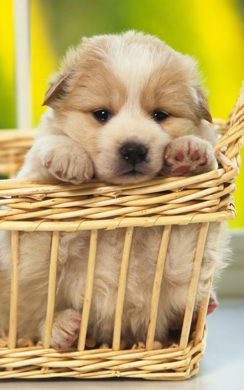 Download Baby Animal Puppy Animal Dog Phone Wallpaper