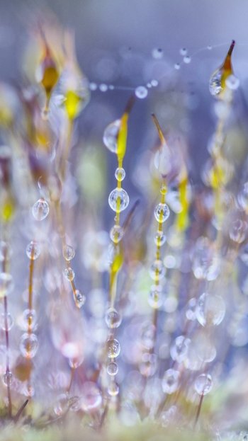 moss plant dew nature water drop Phone Wallpaper