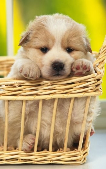  Waiting for Adoption