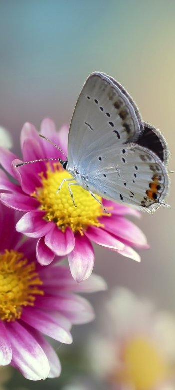 chrysanthemum insect flower macro Animal butterfly Phone Wallpaper