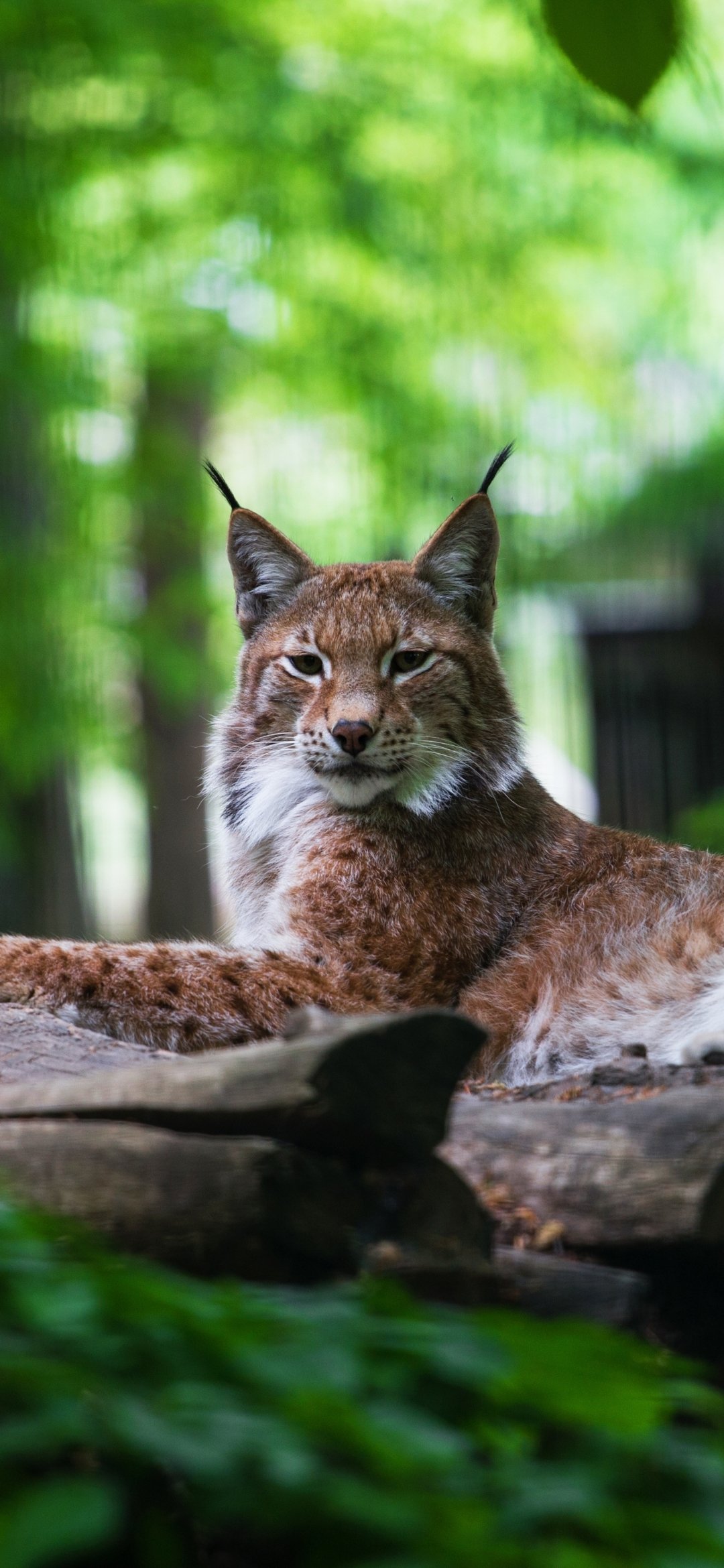 Phone wallpaper portrait of a lynx lounging on a log in a sun-dappled green forest, alert gaze and prominent tufted ears centered in the vertical composition.