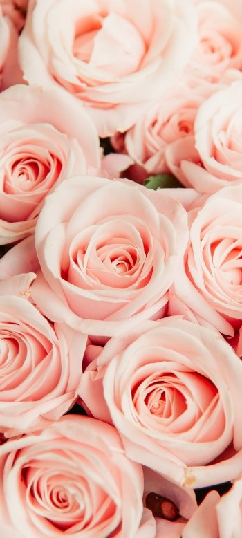 pink flower flower nature rose Phone Wallpaper