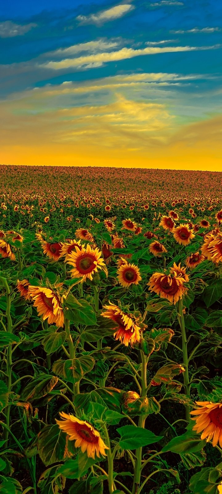 Phone wallpaper: a sunflower field of yellow flowers stretching to the horizon beneath a cloud-streaked sky, a warm golden nature scene.