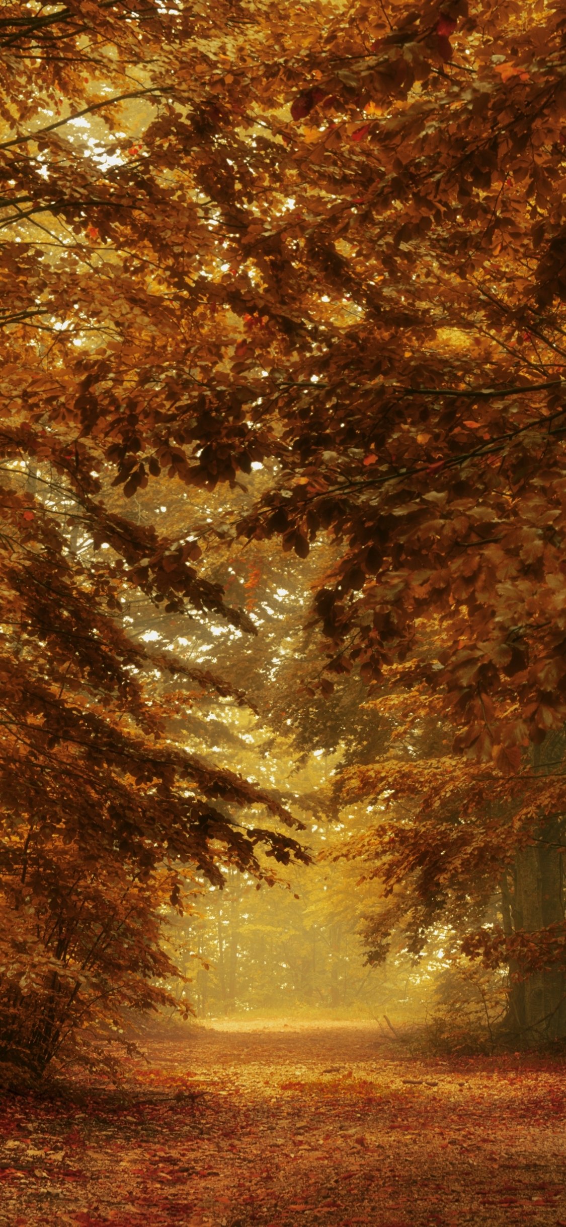 Download Forest Path Nature Fall Phone Wallpaper